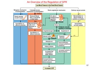 An Overview of the Regulation of GFR




                                       17
 