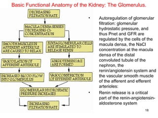 Basic Functional Anatomy of the Kidney: The Glomerulus.

                               •   Autoregulation of glomerular
                                   filtration: glomerular
                                   hydrostatic pressure, and
                                   thus Pnet and GFR are
                                   regulated by the cells of the
                                   macula densa, the NaCl
                                   concentration at the macula
                                   densa of the distal
                                   convoluted tubule of the
                                   nephron, the
                                   renin/angiotensin system and
                                   the vascular smooth muscle
                                   of the afferent and efferent
                                   arterioles:
                               •   Renin release is a critical
                                   part of the renin-angiotensin-
                                   aldosterone system
                                                           18
 