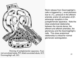 Renin release from Goormaghtigh’s
cells is triggered by ↓ renal perfusion
due to: (1) ↓ pressure in the afferent
arteriole; and/or (2) activation of β1-
adrenergic receptors in the
juxtaglomerular apparatus. Note the
close anatomical relationship
between the macula densa, the
efferent and afferent arterioles, the
glomerulus and the Goormaghtigh’s
cells. This close anatomical
relationship is critical for normal
glomerular autoregulation.




                                21
 