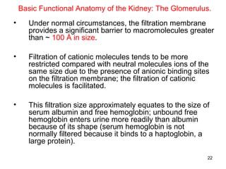 Basic Functional Anatomy of the Kidney: The Glomerulus.
•     Under normal circumstances, the filtration membrane
      provides a significant barrier to macromolecules greater
      than ~ 100 Å in size.

•     Filtration of cationic molecules tends to be more
      restricted compared with neutral molecules ions of the
      same size due to the presence of anionic binding sites
      on the filtration membrane; the filtration of cationic
      molecules is facilitated.

•     This filtration size approximately equates to the size of
      serum albumin and free hemoglobin; unbound free
      hemoglobin enters urine more readily than albumin
      because of its shape (serum hemoglobin is not
      normally filtered because it binds to a haptoglobin, a
      large protein).

                                                              22
 