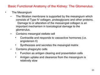 Basic Functional Anatomy of the Kidney: The Glomerulus.
•      The Mesangium
     –    The filtration membrane is supported by the mesangium which
          consists of Type IV collagen, proteoglycans and other proteins.
           Damage to or alteration of the messangial collagen is an
          important mechanism in toxicological damage to the
          glomerulus.
     –    Contains mesangial stellate cell
         • Contractile and responds to vasoactive hormones (i.e.
             angiotensin II)
         • Synthesizes and secretes the mesangial matrix
     –    Contains phagocytic cells
         • Function as antigen clearing and presentation cells
         • Antigen uptake and clearance from the mesangium is
             relatively slow


                                                                       23
 