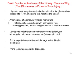 Basic Functional Anatomy of the Kidney: Reasons Why
           The Glomerulus is Prone to Toxic Injury.
•    High exposure to systemically distributed toxicants: glomeruli are
     exposed to ~ 70% of plasma that reaches the kidney.

•     Anionic sites of glomerular filtration membrane
        Electrostatic interactions with polycations (e.g.
         aminoglycosides, particularly gentamicin) --> decrease GFR

•    Damage to endothelial and epithelial cells by puromycin,
     adriamycin, mitomycin, cyclosporine (messangiolysis).

•    Prone to protein deposition and damage to the filtration
     membrane.

•    Prone to immune complex deposition.
                                                                      24
 
