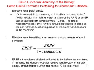 Basic Functional Anatomy of the Kidney:
    Some Useful Formulae Pertaining to Glomerular Filtration.
•       Effective renal plasma flow:
      –     Vx is impossible to measure, so it is either assumed to be 0
            (which results in a slight underestimation of the RPF) or an ER
            can be applied (ER is typically 0.9 – 0.95). The ER is
            necessary since some PAH (5-10%) is distributed in blood to
            the non-filtration functioning areas of the kidney and appears
            in the renal vein.

•      Effective renal blood flow is an important measurement of renal
       perfusion:
                            ERPF
                ERBF =
                       1 − Hematocrit
•      ERBF is the volume of blood delivered to the kidney per unit time.
       In humans, the kidneys together receive roughly 20% of cardiac
       output, amounting to 1 L/min in a normal 70-kg adult male.       27
 