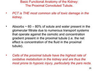 Basic Functional Anatomy of the Kidney:
            The Proximal Convoluted Tubule.

•   PCT is THE most common site of toxic damage in the
    kidney.

•   Absorbs ~ 60 – 80% of solute and water present in the
    glomerular filtrate due to numerous transport systems
    that operate against the osmotic and concentration
    gradient present in the proximal tubule (i.e. the net
    effect is concentration of the fluid in the proximal
    tubule).

•   Cells of the proximal tubule have the highest rate of
    oxidative metabolism in the kidney and are thus the
    most prone to hypoxic injury, particularly the pars recta.
                                                            29
 