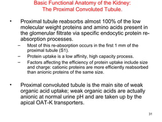 Basic Functional Anatomy of the Kidney:
                 The Proximal Convoluted Tubule.

•       Proximal tubule reabsorbs almost 100% of the low
        molecular weight proteins and amino acids present in
        the glomerular filtrate via specific endocytic protein re-
        absorption processes.
    –      Most of this re-absorption occurs in the first 1 mm of the
           proximal tubule (S1).
    –      Protein uptake is a low affinity, high capacity process.
    –      Factors affecting the efficiency of protein uptake include size
           and charge: cationic proteins are more efficiently reabsorbed
           than anionic proteins of the same size.

•       Proximal convoluted tubule is the main site of weak
        organic acid uptake; weak organic acids are actually
        anionic at normal urine pH and are taken up by the
        apical OAT-K transporters.
                                                                             31
 