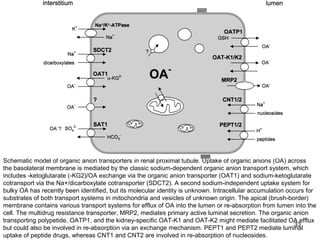 Schematic model of organic anion transporters in renal proximal tubule. Uptake of organic anions (OA) across
the basolateral membrane is mediated by the classic sodium-dependent organic anion transport system, which
includes -ketoglutarate (-KG2)/OA exchange via the organic anion transporter (OAT1) and sodium-ketoglutarate
cotransport via the Na+/dicarboxylate cotransporter (SDCT2). A second sodium-independent uptake system for
bulky OA has recently been identified, but its molecular identity is unknown. Intracellular accumulation occurs for
substrates of both transport systems in mitochondria and vesicles of unknown origin. The apical (brush-border)
membrane contains various transport systems for efflux of OA into the lumen or re-absorption from lumen into the
cell. The multidrug resistance transporter, MRP2, mediates primary active luminal secretion. The organic anion
transporting polypetide, OATP1, and the kidney-specific OAT-K1 and OAT-K2 might mediate facilitated OA efflux
                                                                                                            33
but could also be involved in re-absorption via an exchange mechanism. PEPT1 and PEPT2 mediate luminal
uptake of peptide drugs, whereas CNT1 and CNT2 are involved in re-absorption of nucleosides.
 