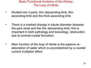Basic Functional Anatomy of the Kidney:
                   The Loop of Henle.

•   Divided into 3 parts: thin descending limb, thin
    ascending limb and the thick ascending limb

•   There is a marked change in tubule diameter between
    the pars recta and the thin descending limb; this is
    important in both pathology and toxicology: obstruction
    due to luminal crystal formation.

•   Main function of the loop of Henle is the passive re-
    absorption of water which is accomplished by a counter
    current multiplier effect.


                                                          36
 