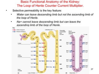 Basic Functional Anatomy of the Kidney:
        The Loop of Henle Counter Current Multiplier.
•     Selective permeability is the key feature:
    •    Water can leave descending limb but not the ascending limb of
         the loop of Henle.
    •    Na+ cannot leave descending limb but can leave the
         ascending limb of the loop of Henle.




                                                                    37
 