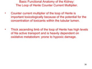 Basic Functional Anatomy of the Kidney:
       The Loop of Henle Counter Current Multiplier.

•   Counter current multiplier of the loop of Henle is
    important toxicologically because of the potential for the
    concentration of toxicants within the tubular lumen.

•   Thick ascending limb of the loop of Henle has high levels
    of Na active transport and is heavily dependent on
    oxidative metabolism: prone to hypoxic damage.




                                                            38
 