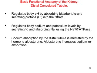 Basic Functional Anatomy of the Kidney:
                 Distal Convoluted Tubule.

•   Regulates body pH by absorbing bicarbonate and
    secreting protons (H+) into the filtrate.

•   Regulates body sodium and potassium levels by
    secreting K+ and absorbing Na+ using the Na+/K+ ATPase.

•   Sodium absorption by the distal tubule is mediated by the
    hormone aldosterone. Aldosterone increases sodium re-
    absorption.




                                                          39
 