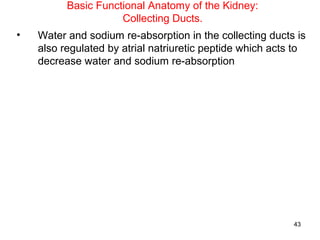 Basic Functional Anatomy of the Kidney:
                     Collecting Ducts.
•   Water and sodium re-absorption in the collecting ducts is
    also regulated by atrial natriuretic peptide which acts to
    decrease water and sodium re-absorption




                                                           43
 