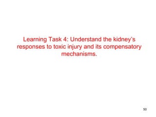 Learning Task 4: Understand the kidney’s
responses to toxic injury and its compensatory
                mechanisms.




                                                 50
 