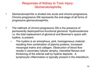 Responses of Kidney to Toxic Injury:
                     Glomerulonephritis.

•    Glomerulonephritis is divided into acute and chronic-progressive.
     Chronic-progressive GN represents the end-stage of all forms of
     progressive glomerulonephritis.

•     The hallmark of chronic-progressive GN is the presence of
      permanently destroyed/non-functional glomeruli. Hyalinosclerosis
      i.e. the total replacement of glomeruli and Bowman's space with
      hyaline, is present.
    –      The hyaline is an amorphous, pink, homogeneous material ,
           resulting from combination of plasma proteins, increased
           mesangial matrix and collagen. Obstruction of blood flow
           results in secondary tubular atrophy, interstitial fibrosis and
           thickening of the arterial wall by hyaline deposits. A
           lymphocytic inflammation is typically present in the interstitium.


                                                                           53
 