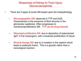 Responses of Kidney to Toxic Injury:
                       Glomerulonephritis.

•       There are 5 types of acute GN based upon the histopathology

    –      Microangiopathic GN: observed in TTP and HUS.
           Characteristic is the presence of fibrin-thrombi in the
           glomerular capillaries. Often progresses to
           membranoproliferative GN. TTP can be drug-induced!

    –      Mesangial proliferative GN: due to deposition of polymerized
           IgA1 in the mesangium, with a localized proliferation of tissue.

    –      Minimal change GN: due to a mutation in the nephrin which
           leads to podocyte fusion. This is a genetic rather than a
           toxicological reaction.


                                                                          56
 