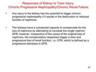 Responses of Kidney to Toxic Injury:
    Chronic Progressive Nephropathy/Chronic Renal Failure.
•     Any injury to the kidney has the potential to trigger chronic
      progressive nephropathy if it results in the destruction or reduced
      function of nephrons.

•     The kidneys have a substantial capacity to compensate for the
      loss of nephrons by attempting to increase the single nephron
      GFR; however, irrespective of the cause of the original loss of
      nephrons, the compensatory responses trigger a slow and
      progressive loss of renal function, i.e. CPN, which is defined as a
      progressive decrease in GFR.




                                                                        80
 