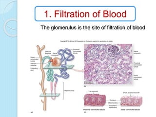 Renal physiology-1 | PPTX