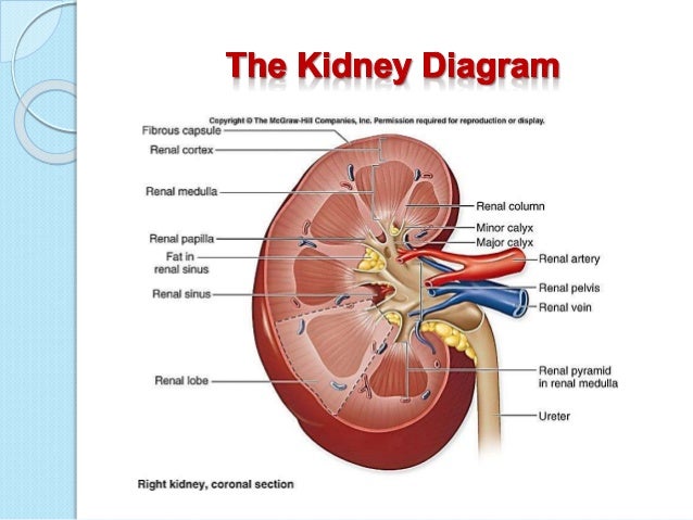 Renal Physiology 1