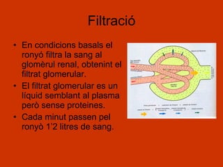 Filtració En condicions basals el ronyó filtra la sang al glomèrul renal, obtenint el filtrat glomerular. El filtrat glomerular es un líquid semblant al plasma però sense proteines. Cada minut passen pel ronyò 1’2 litres de sang. 