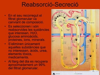 Reabsorció-Secreció En el seu recorregut el filtrat glomerular va canviant de composició. Es seleccionen i són reabsorvides les sustàncies que interesen, H 2 O, glucosa aminoàcids, proteines, ions, minerals. S’eliminen únicament aquelles substàncies que no interessen, àcids, urea, elements tòxics, medicaments. Al llarg del dia es recupera aproximadament un 99% del filtrat glomerular. 