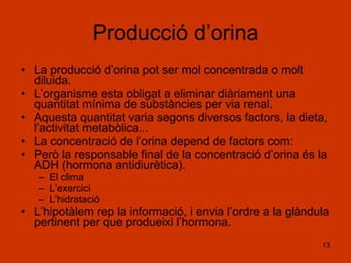 Producció d’orina La producció d’orina pot ser mol concentrada o molt diluida. L’organisme esta obligat a eliminar diàriament una quantitat mínima de substàncies per via renal. Aquesta quantitat varia segons diversos factors, la dieta, l’activitat metabòlica... La concentració de l’orina depend de factors com: Però la responsable final de la concentració d’orina és la ADH (hormona antidiurètica). El clima L’exercici L’hidratació L’hipotàlem rep la informació, i envia l’ordre a la glàndula pertinent per que produeixi l’hormona. 