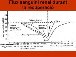 Flux sanguini renal durant la recuperació 