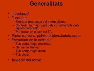 Generalitats Introducció  Funcions: Excretar productes del metabolisme. Controlar la major part dels constituyents dels líquids corporals. Participar en el control TA. Parts: ronyons, pelvis, urèters,bufeta,ureta Estructura de la nefrona: Tub contornejat proximal. Nansa de Henle. Tub contornejat distal. Tub distal. Irrigació del ronyó . 