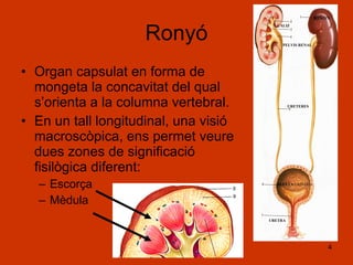 Ronyó Organ capsulat en forma de mongeta la concavitat del qual s’orienta a la columna vertebral. En un tall longitudinal, una visió macroscòpica, ens permet veure dues zones de significació fisilògica diferent: Escorça  Mèdula  URETERES RIÑON PELVIS RENAL CALIZ BUFETA  URINÁRIA URETRA 