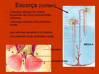 Escorça  (cortex) L’escorça alberga les unitats funcionals del ronyó anomenades nefrones. L’escorça penetra a les piràmides renals MÈDULA ESCORÇA PIRAMIDE RENAL Les nefrones penetren a la mèdula concretament a les piràmides renals 