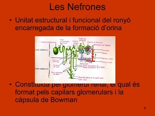 Les Nefrones Unitat estructural i funcional del ronyò encarregada de la formació d’orina Constituida pel glomèrul renal, el qual és format pels capilars glomerulars i la càpsula de Bowman 
