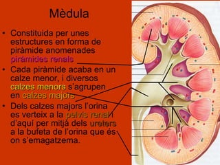 Mèdula Constituida per unes estructures en forma de piràmide anomenades  piràmides renals Cada piràmide acaba en un calze menor, i diversos  calzes menors  s’agrupen en  calzes majors Dels calzes majors l’orina es verteix a la  pelvis renal  i d’aquí per mitjà dels  ureters  a la bufeta de l’orina que és on s’emagatzema. 