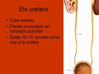 Els ureters Tubs estrets Parets musculars en constant activitat Cada 10-15” envien orina cap a la bufeta 