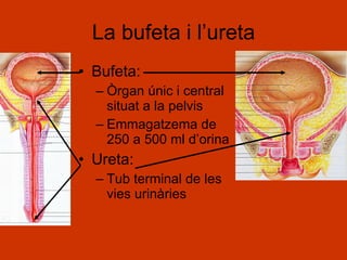 La bufeta i l’ureta Bufeta: Òrgan únic i central situat a la pelvis Emmagatzema de 250 a 500 ml d’orina Ureta: Tub terminal de les vies urinàries 