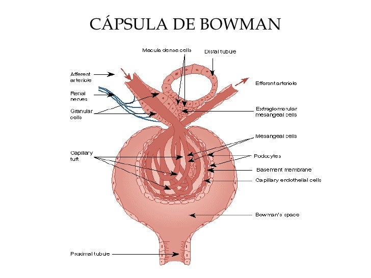 Renal 1 Renal 1