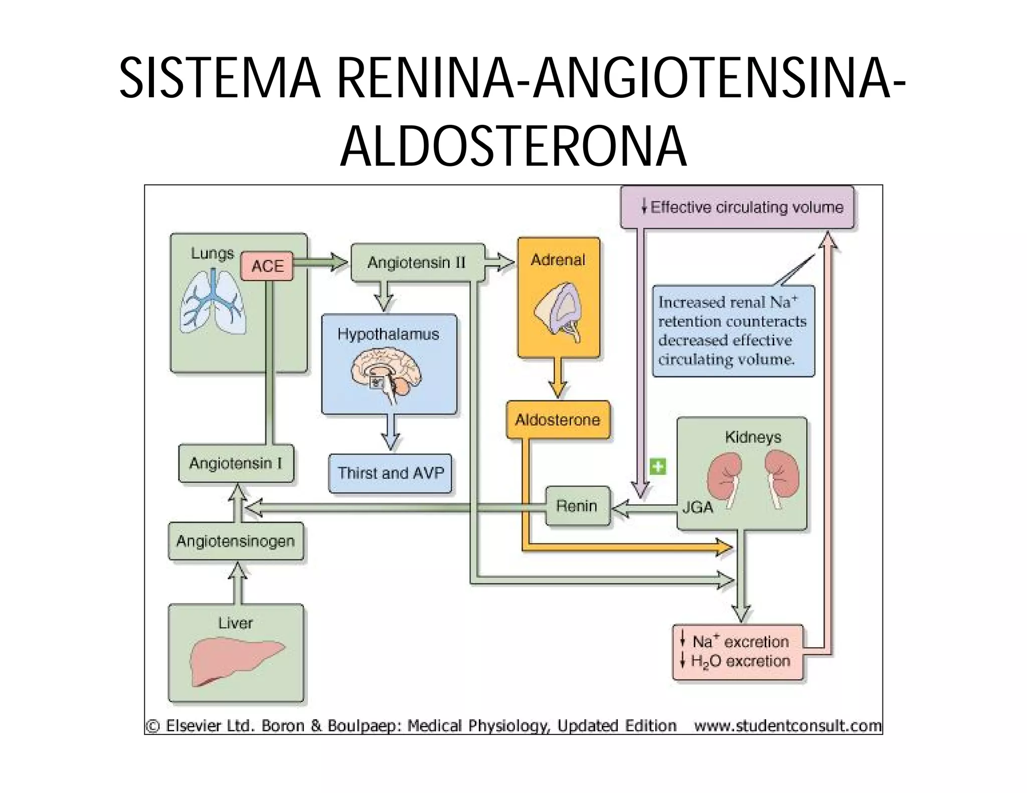 SISTEMA RENINA-ANGIOTENSINAALDOSTERONA

 