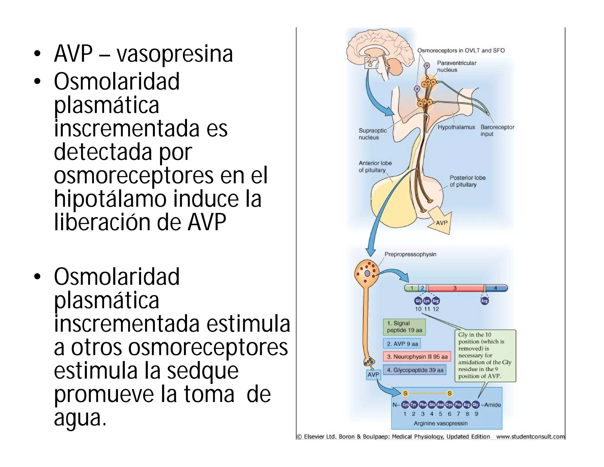 • AVP – vasopresina
• Osmolaridad
plasmática
inscrementada es
detectada por
osmoreceptores en el
hipotálamo induce la
liberación de AVP
• Osmolaridad
plasmática
inscrementada estimula
a otros osmoreceptores
estimula la sedque
promueve la toma de
agua.

 