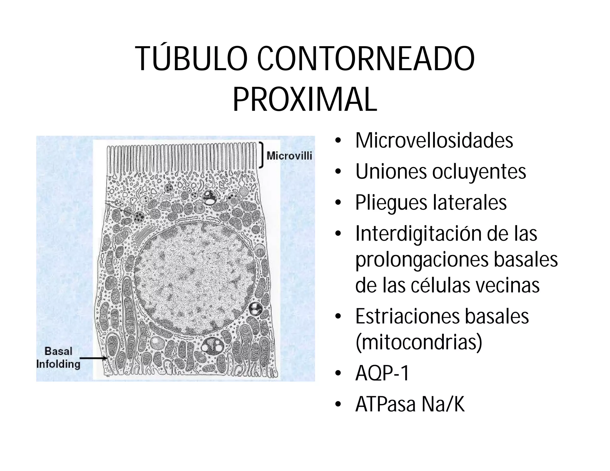 TÚBULO CONTORNEADO
PROXIMAL
Microvellosidades
Uniones ocluyentes
Pliegues laterales
Interdigitación de las
prolongaciones basales
de las células vecinas
• Estriaciones basales
(mitocondrias)
• AQP-1
• ATPasa Na/K
•
•
•
•

 