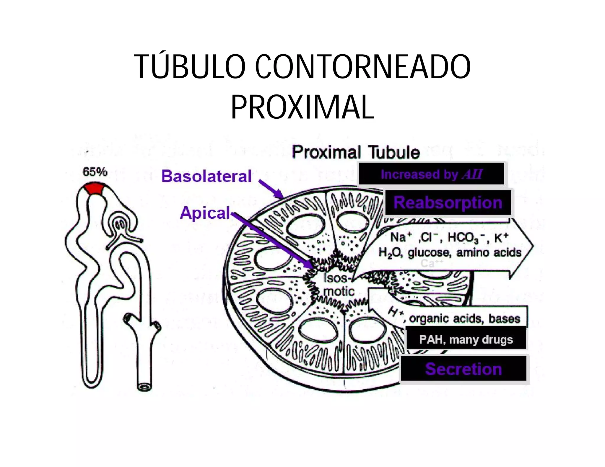 TÚBULO CONTORNEADO
PROXIMAL

 