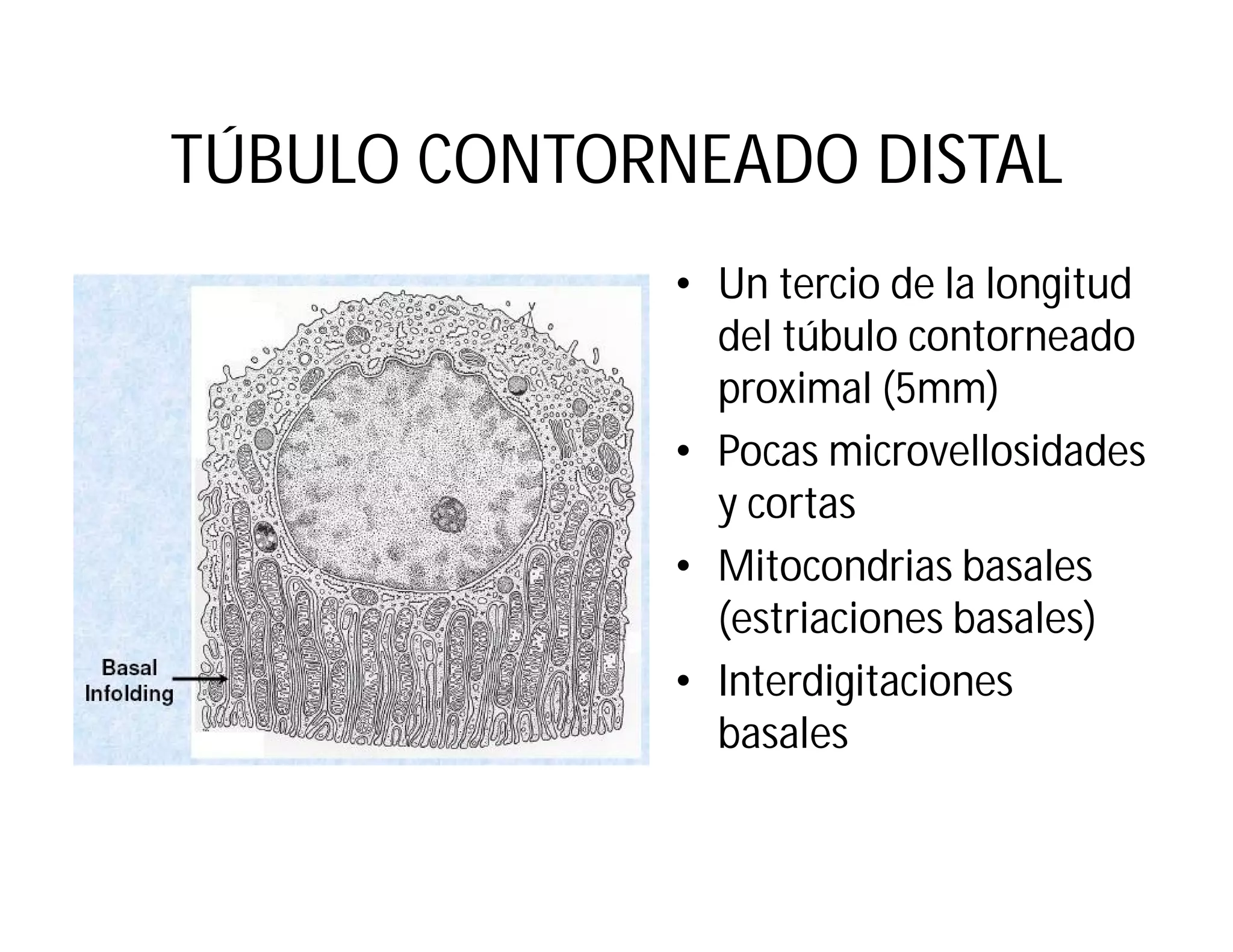 TÚBULO CONTORNEADO DISTAL
• Un tercio de la longitud
del túbulo contorneado
proximal (5mm)
• Pocas microvellosidades
y cortas
• Mitocondrias basales
(estriaciones basales)
• Interdigitaciones
basales

 