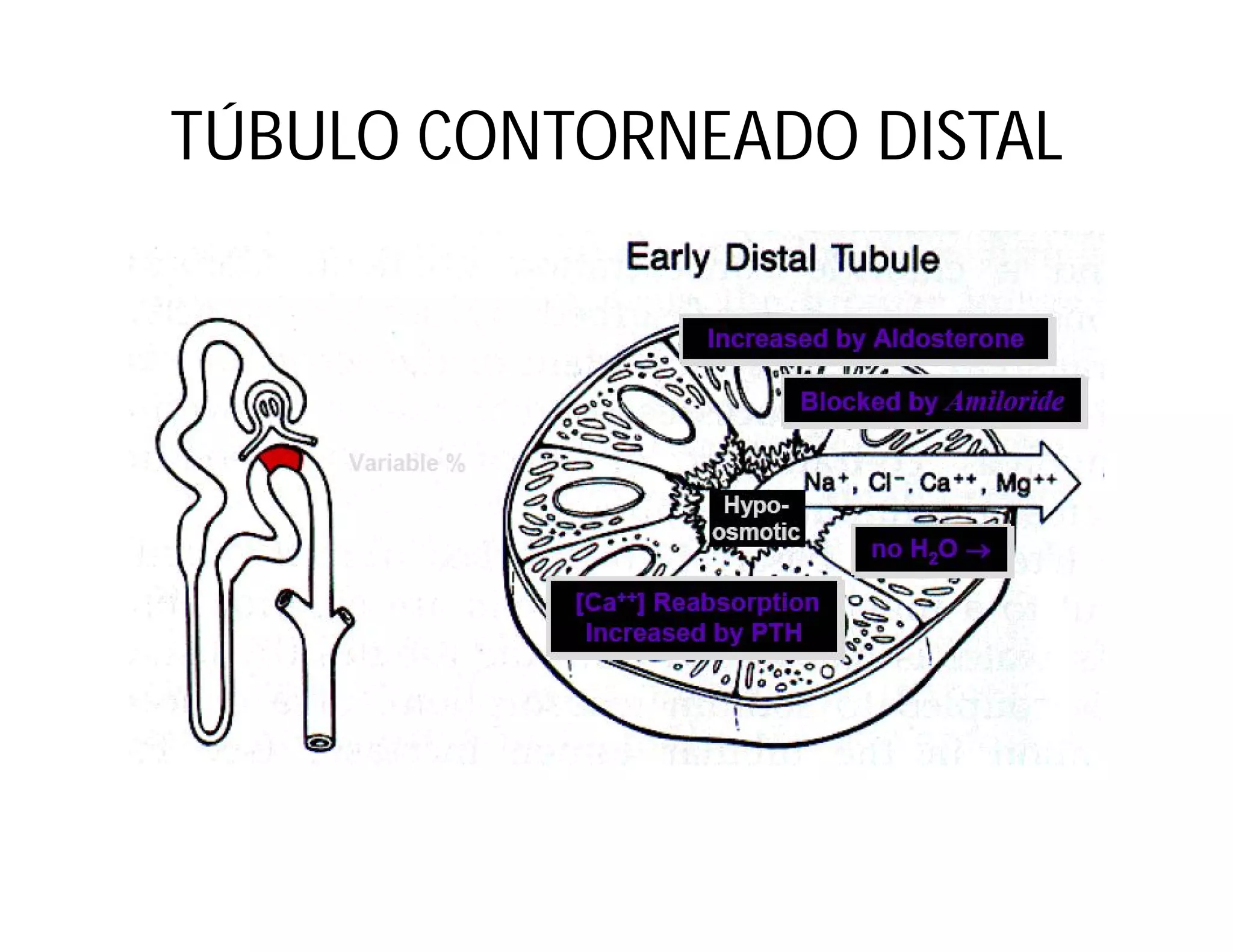 TÚBULO CONTORNEADO DISTAL

 