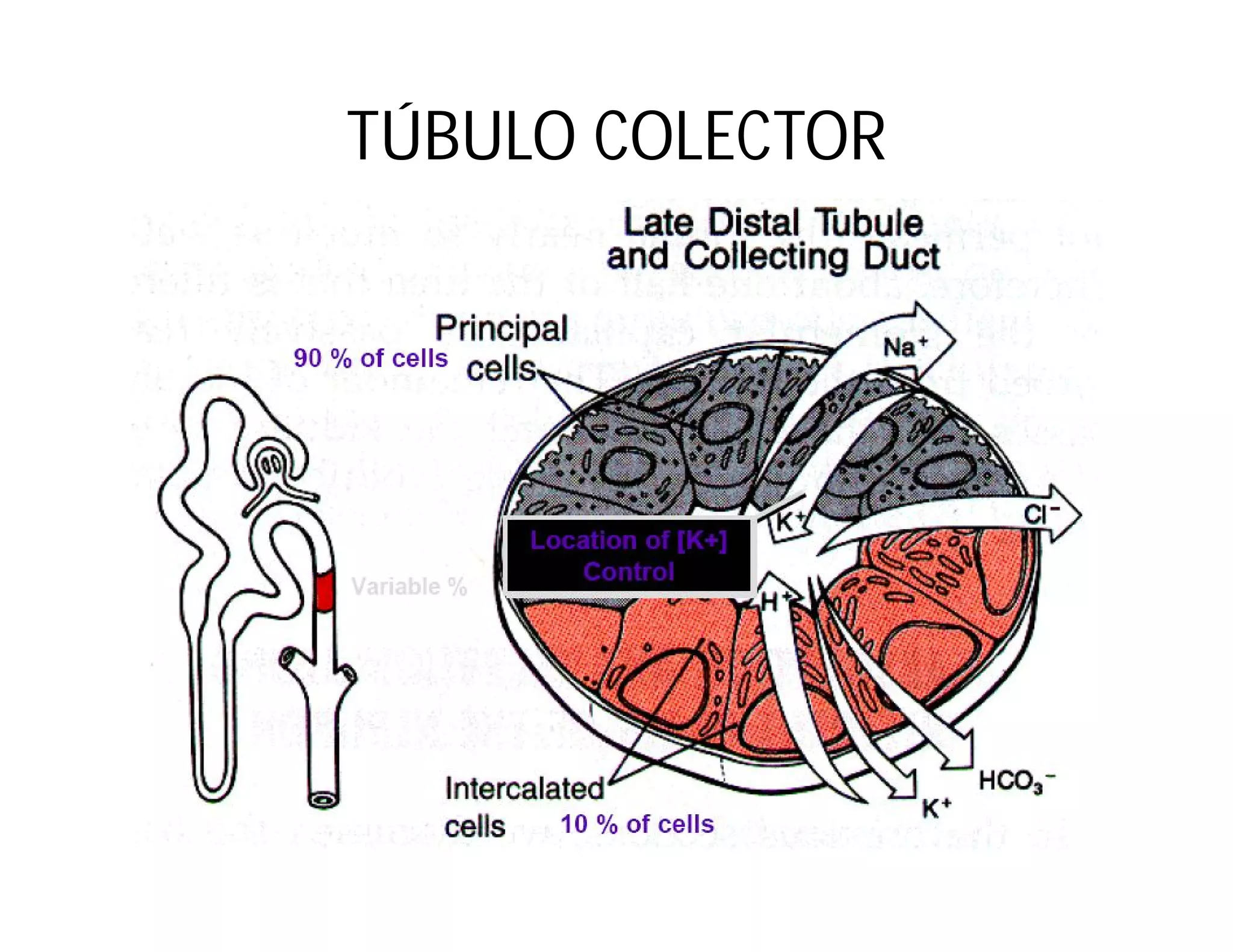 TÚBULO COLECTOR

 