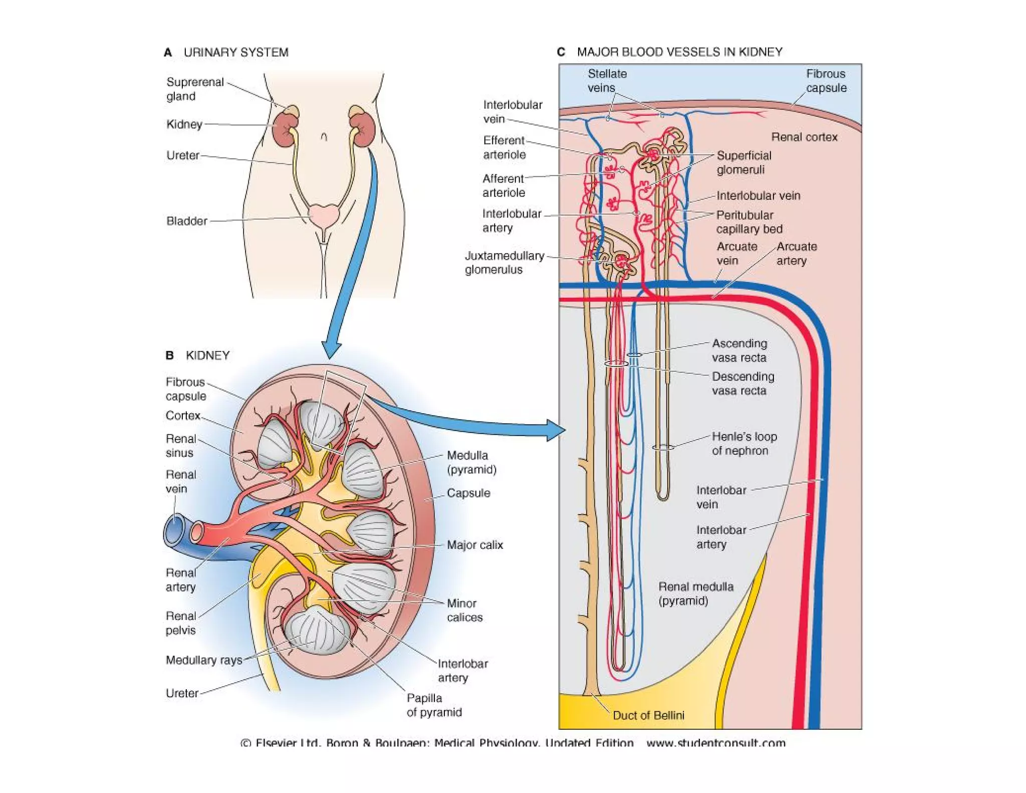 Histofisiología Renal