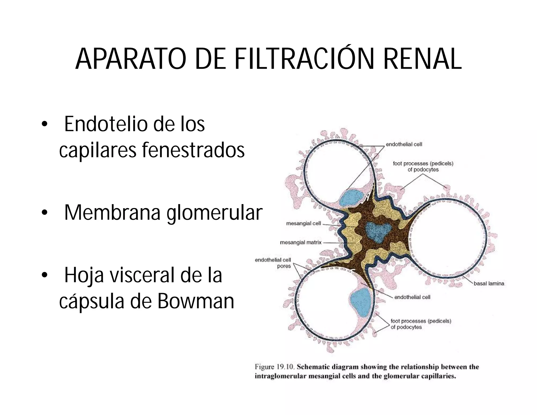 APARATO DE FILTRACIÓN RENAL
• Endotelio de los
capilares fenestrados
• Membrana glomerular
• Hoja visceral de la
cápsula de Bowman

 