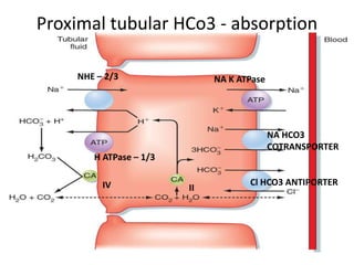 Proximal tubular HCo3 - absorption
NHE – 2/3
H ATPase – 1/3
IV II
NA K ATPase
NA HCO3
COTRANSPORTER
Cl HCO3 ANTIPORTER
 
