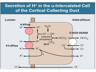 H ATPase
H K ATPase
CA II
Cl HCO3 EXCHGR
 