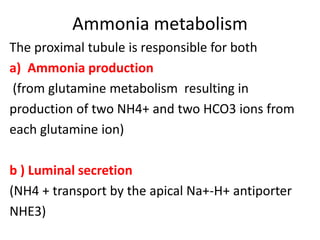 Ammonia metabolism
The proximal tubule is responsible for both
a) Ammonia production
(from glutamine metabolism resulting in
production of two NH4+ and two HCO3 ions from
each glutamine ion)
b ) Luminal secretion
(NH4 + transport by the apical Na+-H+ antiporter
NHE3)
 