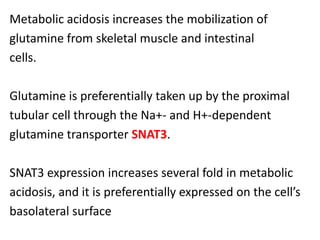 Metabolic acidosis increases the mobilization of
glutamine from skeletal muscle and intestinal
cells.
Glutamine is preferentially taken up by the proximal
tubular cell through the Na+- and H+-dependent
glutamine transporter SNAT3.
SNAT3 expression increases several fold in metabolic
acidosis, and it is preferentially expressed on the cell’s
basolateral surface
 