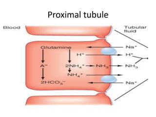 Proximal tubule
 