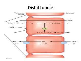 Distal tubule
 
