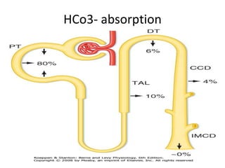 HCo3- absorption
 