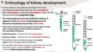 RENAL ANAMOLY PPT 2025.pptx anatomical renal abnormilities.RENAL ...